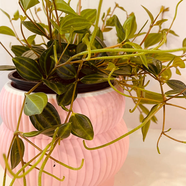 Planter in Candy floss | By Ian